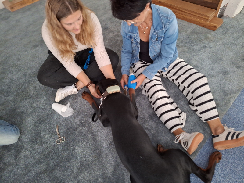 Erste Hilfe Workshop für Hundehalter