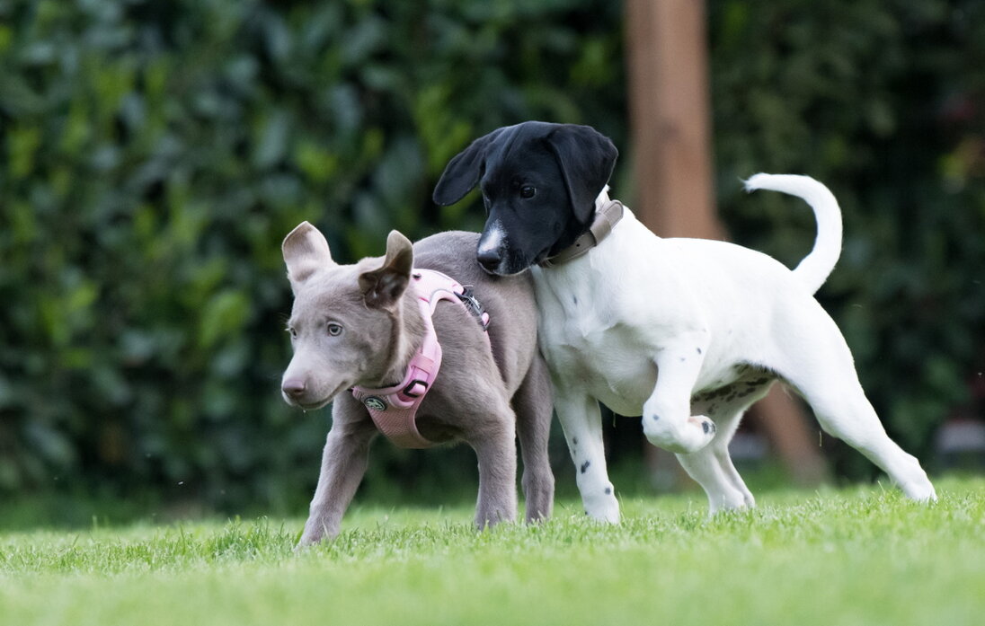 Welpe trainiert an lockerer Leine
